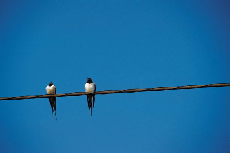 Lo Spettro Di Una Primavera Silenziosa Nellattesa Del Ritorno Delle