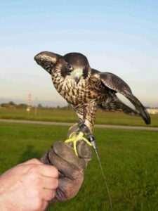 “Aeroporto a porte aperte”: visite per i bimbi agli aerei, ai cani antidroga e ai rapaci del servizio falconeria