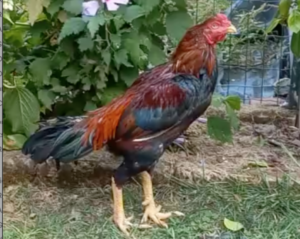 Lieto fine per il gallo combattente salvato dalla Lida