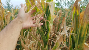 Coldiretti Torino, «una moratoria» per gli agricoltori colpiti da siccità e grandinate