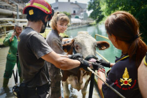 Mathi, salvata una mucca caduta nel canale