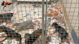 Disarticolata associazione a delinquere che commerciava illegalmente animali da compagnia in tutto il Torinese -Video-