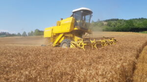 «Il grano torinese penalizzato a causa dell’invasione di quello dal Canada trattato con il glifosato»